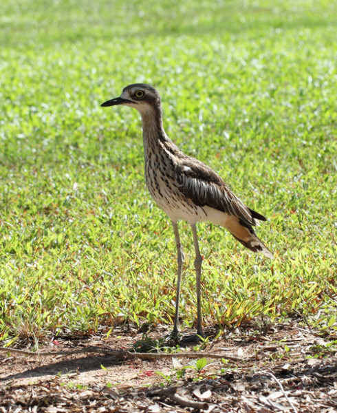 Bush-Stone-curlew